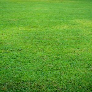 Replantación de césped